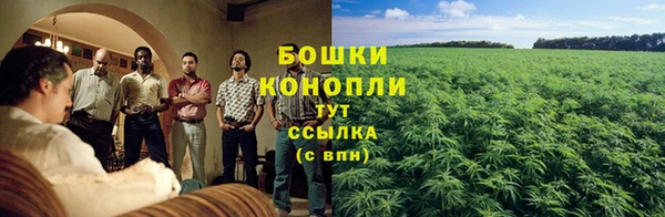 сатива Аркадак
